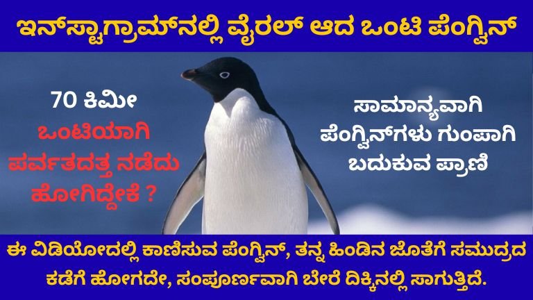 ಇನ್_ಸ್ಟಾಗ್ರಾಮ್_ನಲ್ಲಿ ವೈರಲ್ ಆದ ಒಂಟಿ ಪೆಂಗ್ವಿನ್